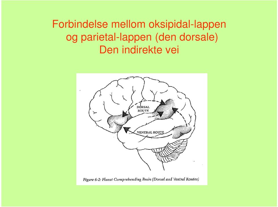 parietal-lappen (den