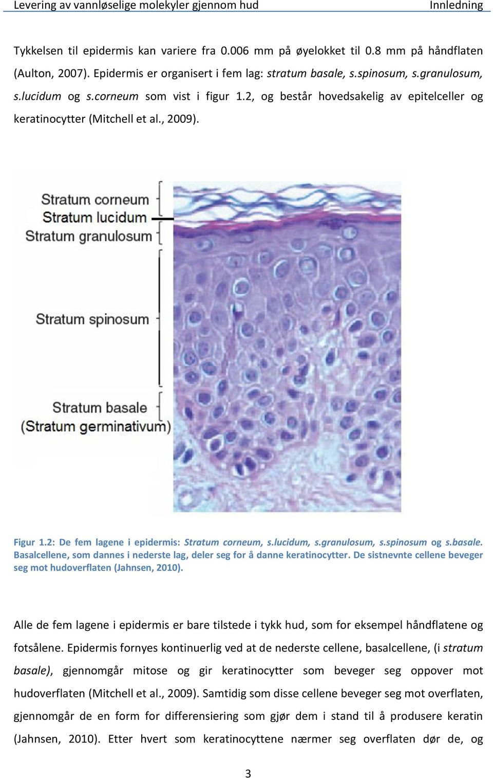 granulosum, s.spinosum og s.basale. Basalcellene, som dannes i nederste lag, deler seg for å danne keratinocytter. De sistnevnte cellene beveger seg mot hudoverflaten (Jahnsen, 2010).