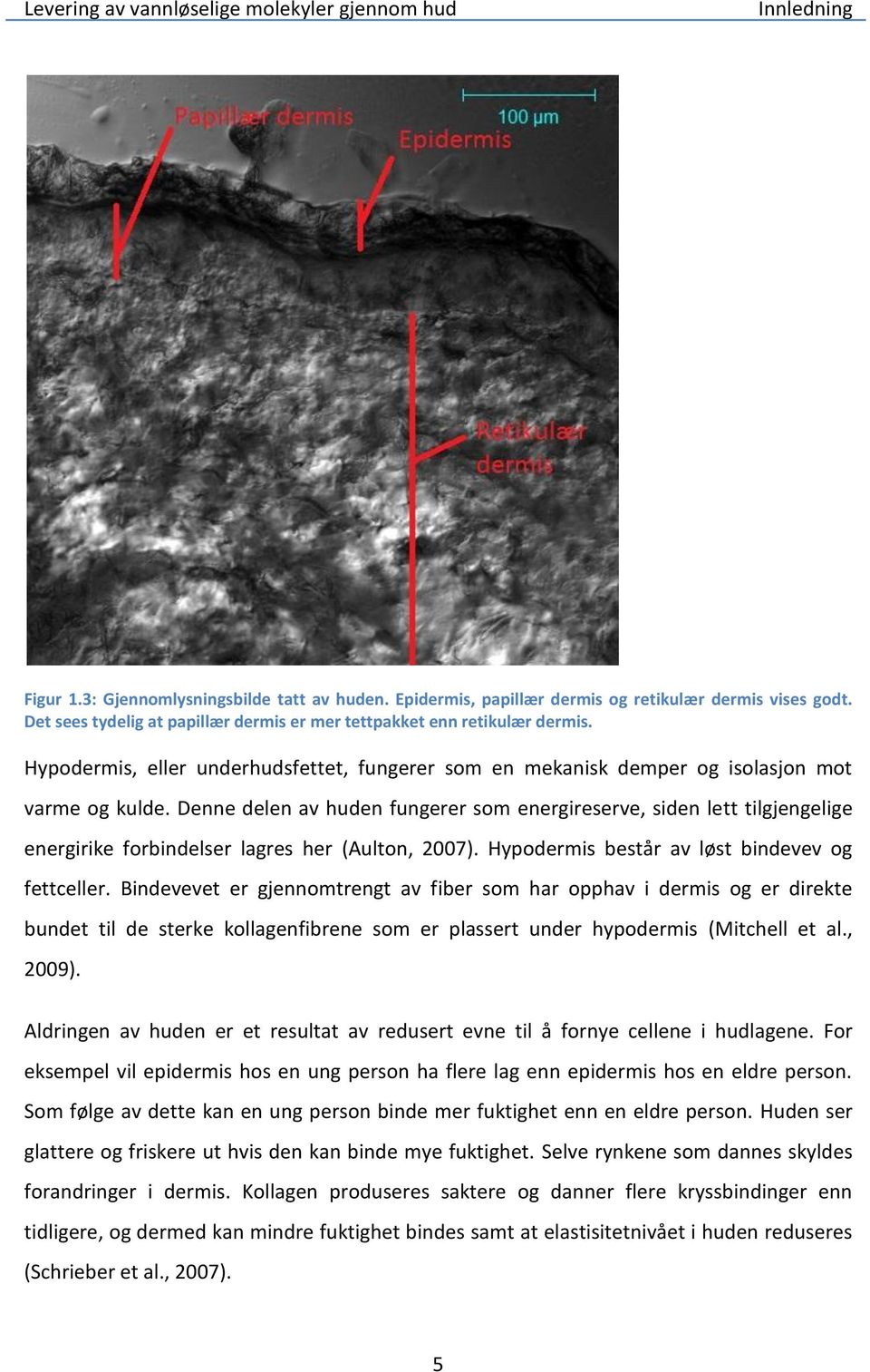 Denne delen av huden fungerer som energireserve, siden lett tilgjengelige energirike forbindelser lagres her (Aulton, 2007). Hypodermis består av løst bindevev og fettceller.