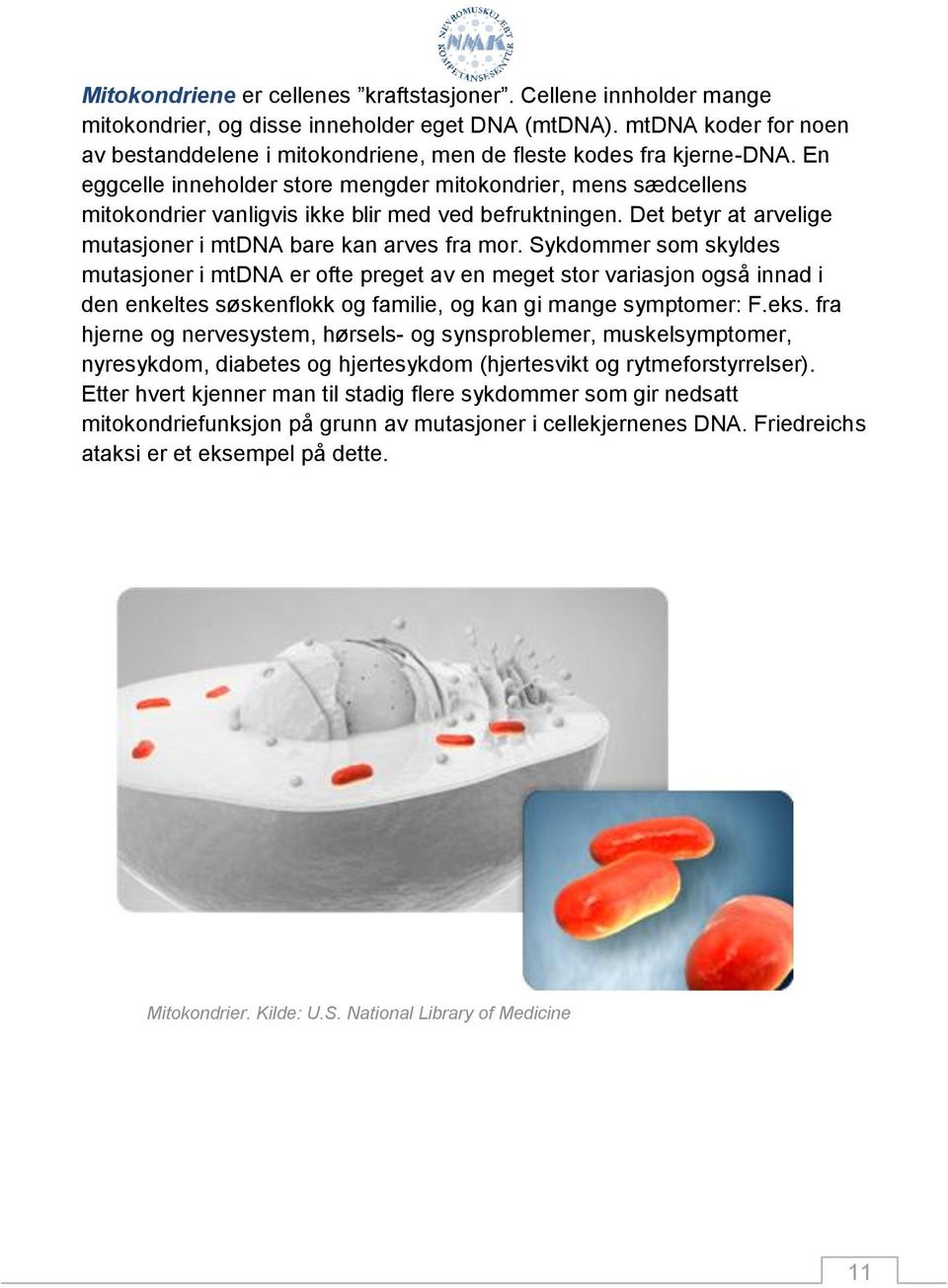 En eggcelle inneholder store mengder mitokondrier, mens sædcellens mitokondrier vanligvis ikke blir med ved befruktningen. Det betyr at arvelige mutasjoner i mtdna bare kan arves fra mor.