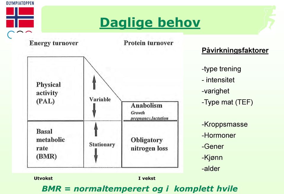 Utvokst I vekst -Kroppsmasse -Hormoner -Gener