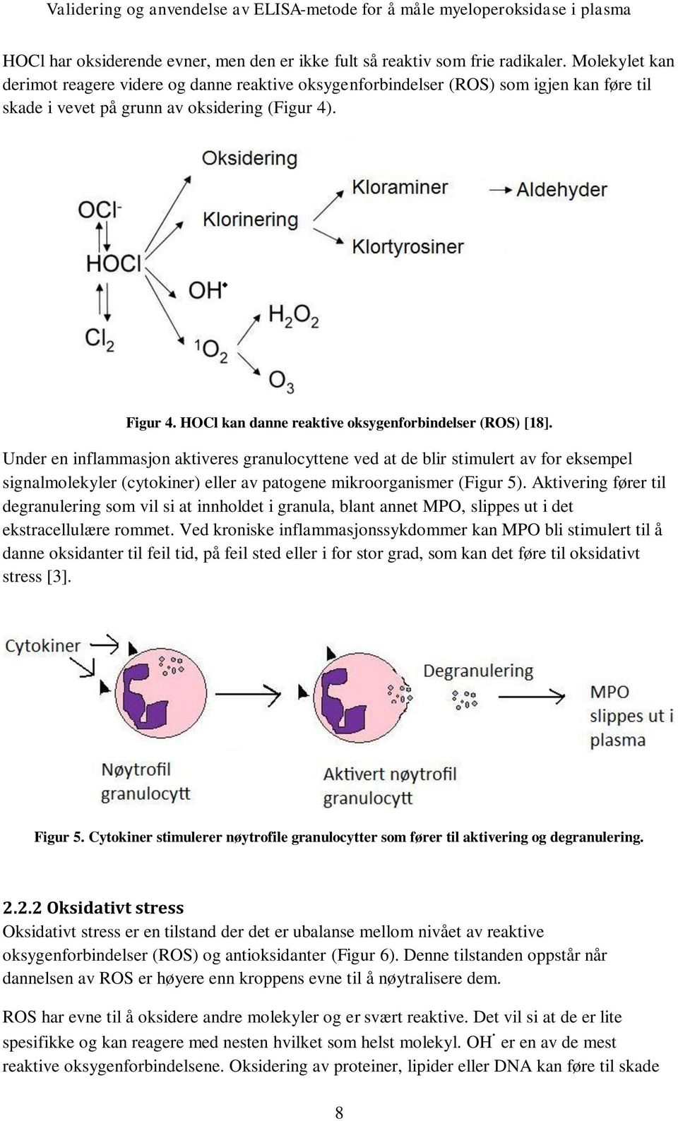 HOCl kan danne reaktive oksygenforbindelser (ROS) [18].