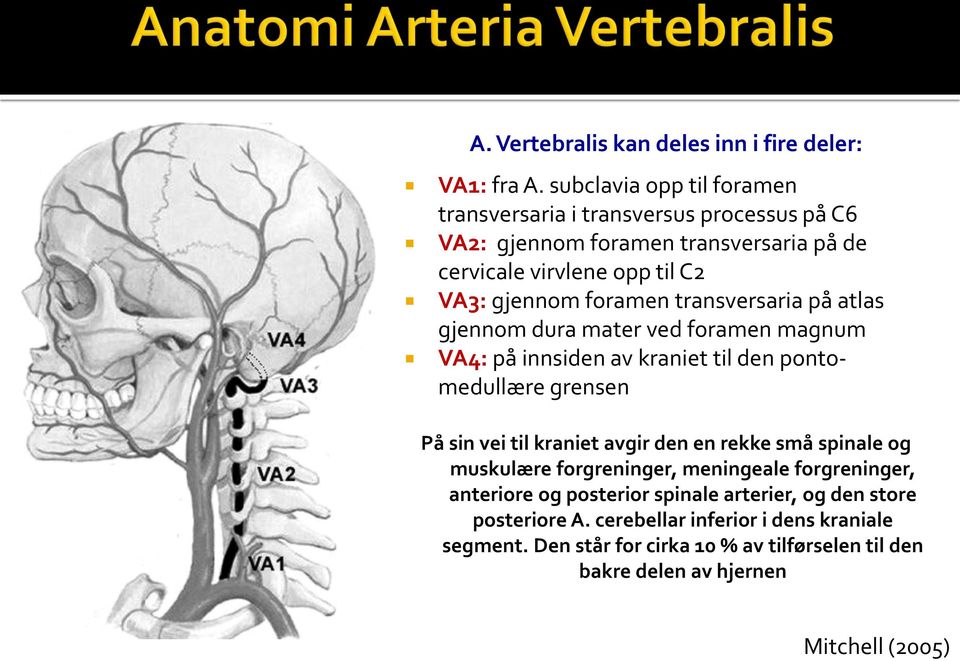 foramen transversaria på atlas gjennom dura mater ved foramen magnum VA4: på innsiden av kraniet til den ponto- medullære grensen På sin vei til kraniet avgir