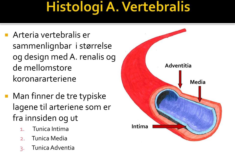 finner de tre typiske lagene til arteriene som er fra innsiden