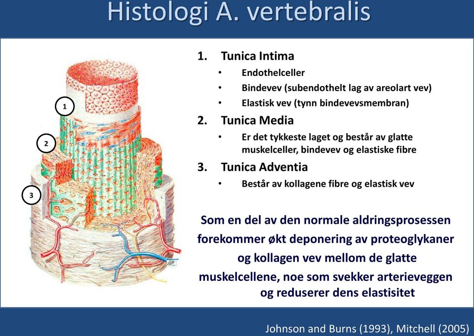 Tunica Media Er det tykkeste laget og består av glatte muskelceller, bindevev og elastiske fibre 3.