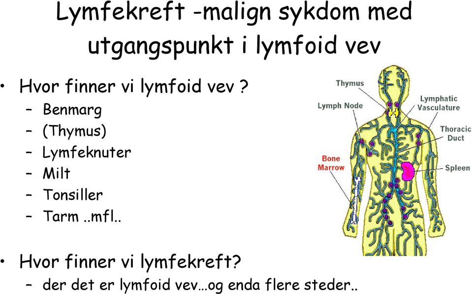 Benmarg (Thymus) Lymfeknuter Milt Tonsiller Tarm..mfl.