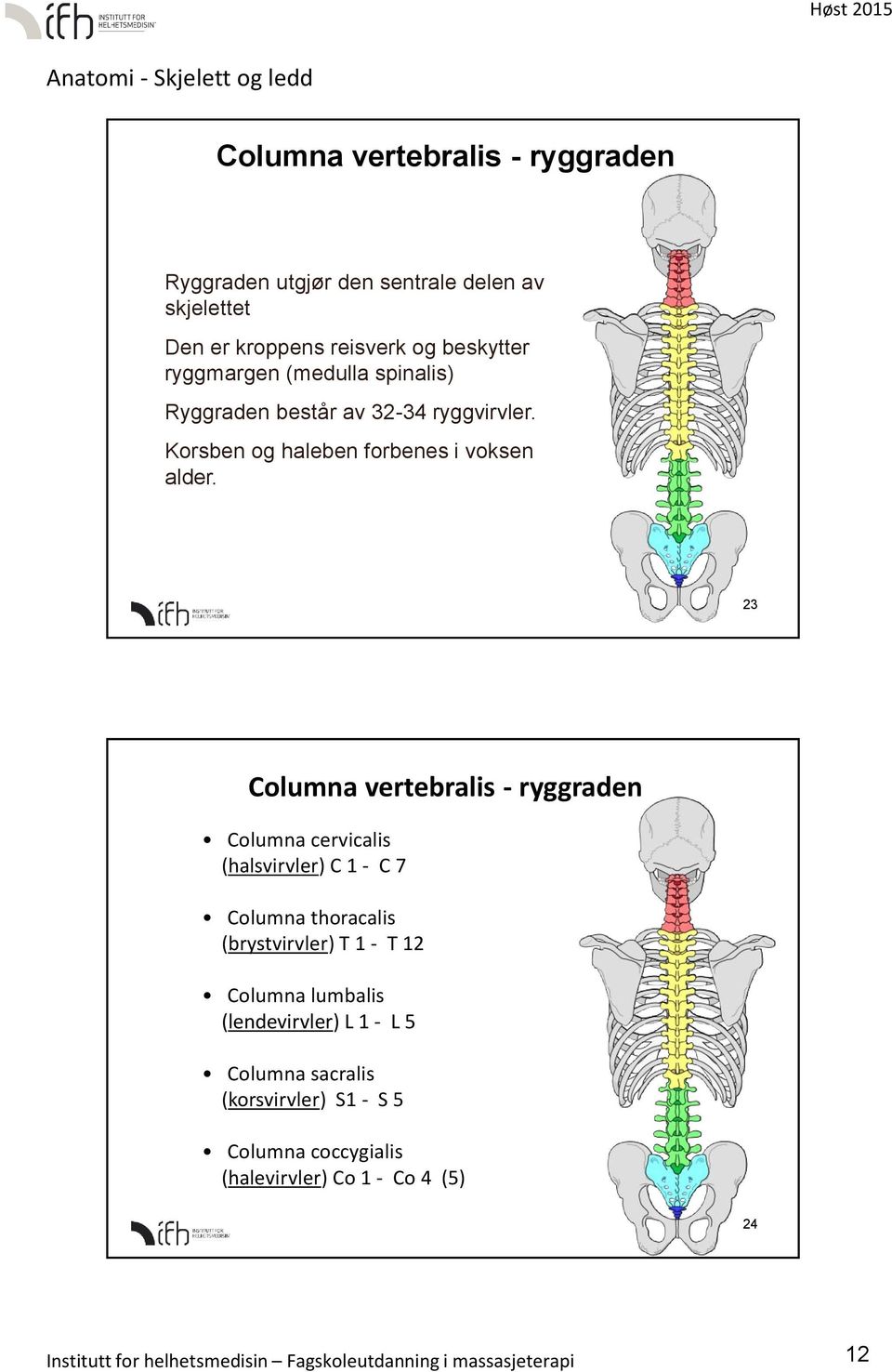 23 Columna vertebralis - ryggraden Columna cervicalis (halsvirvler) C 1 - C 7 Columna thoracalis (brystvirvler) T 1 - T 12 Columna lumbalis