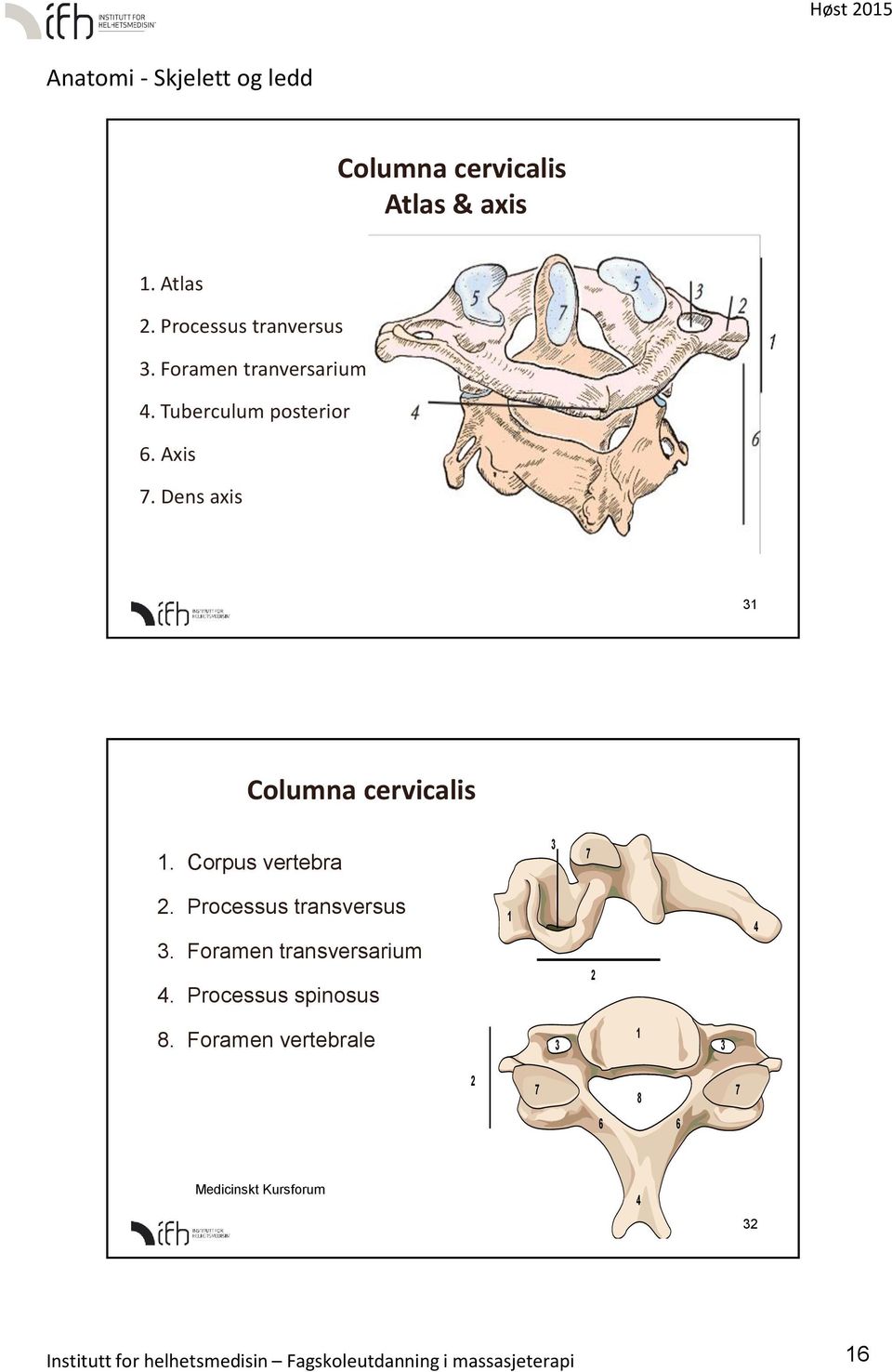 Processus transversus 3. Foramen transversarium 4. Processus spinosus 1 2 4 8.