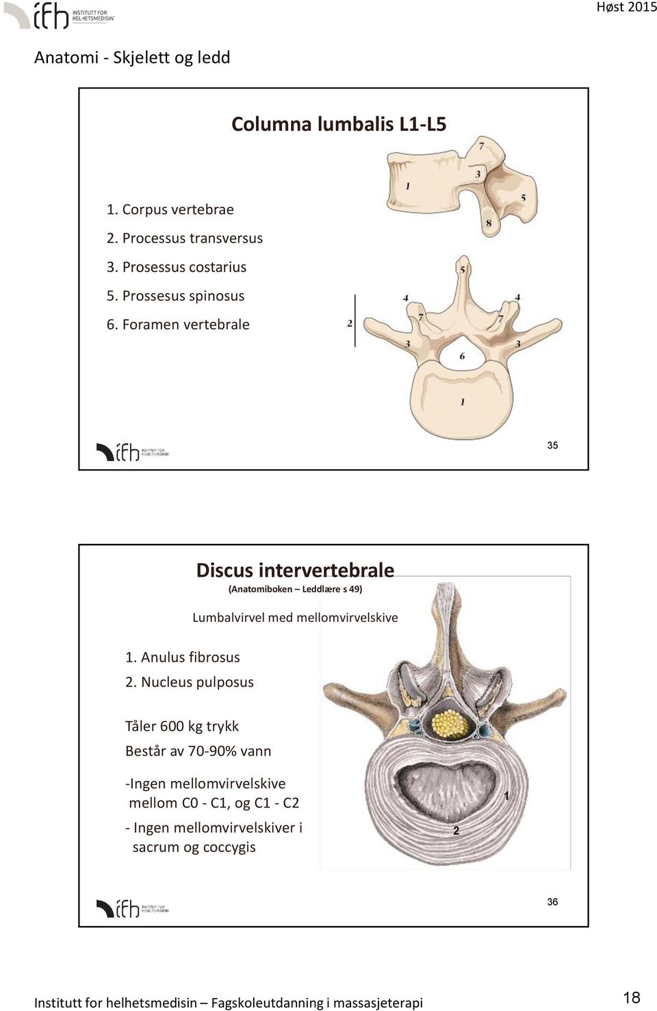 Anulus fibrosus 2.