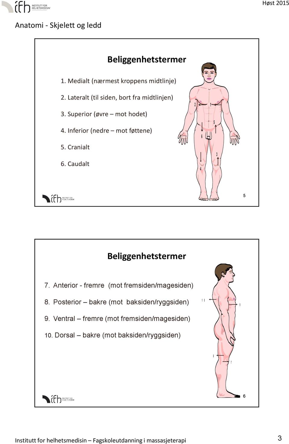 Anterior - fremre (mot fremsiden/magesiden) 8. Posterior bakre (mot baksiden/ryggsiden) 9.