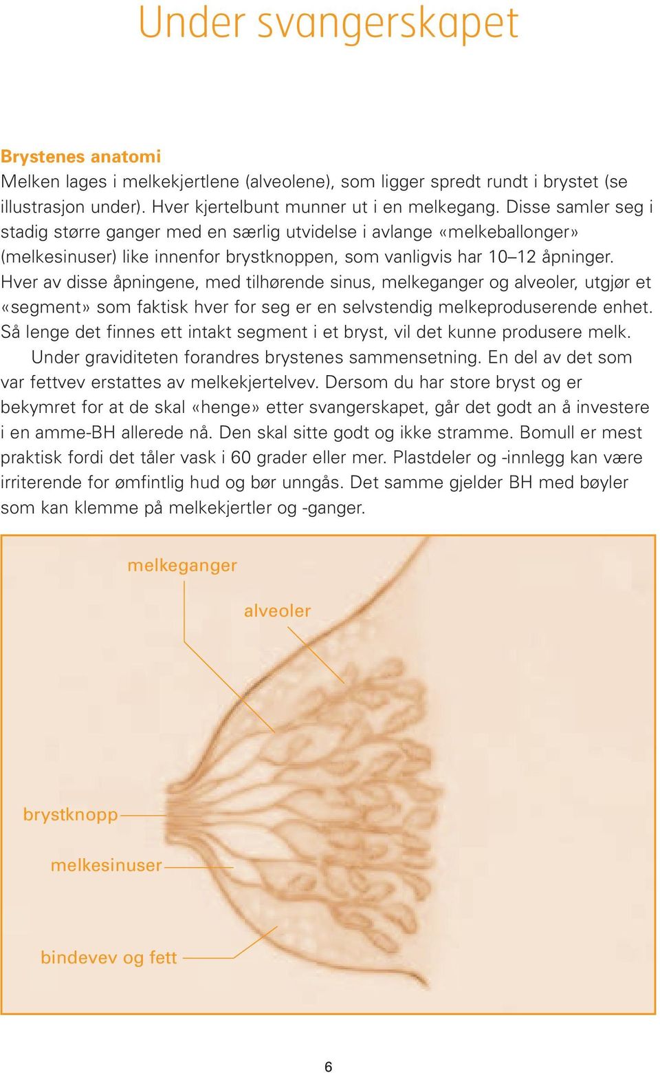 Hver av disse åpningene, med tilhørende sinus, melkeganger og alveoler, utgjør et «segment» som faktisk hver for seg er en selvstendig melkeproduserende enhet.