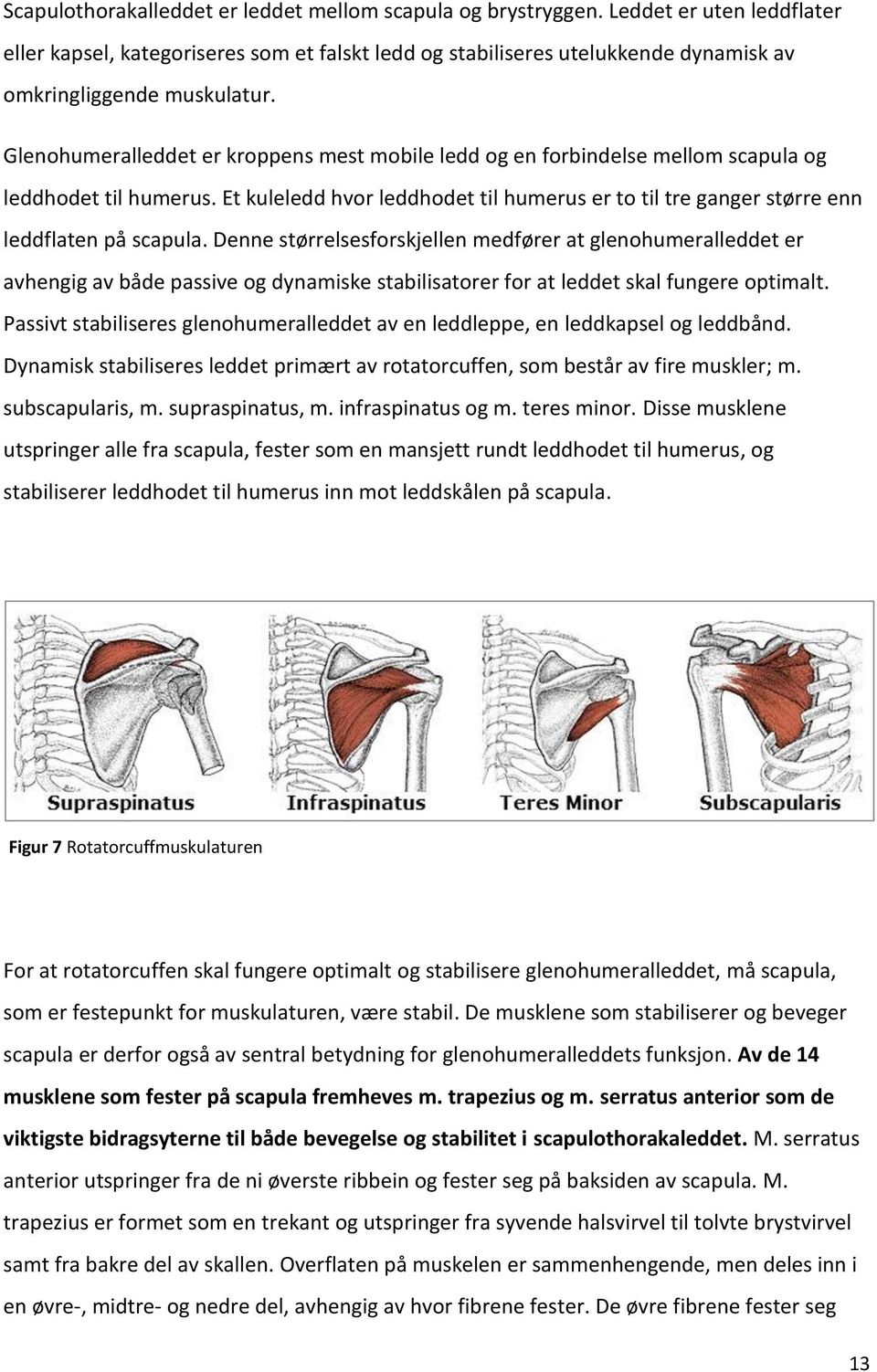 Glenohumeralleddet er kroppens mest mobile ledd og en forbindelse mellom scapula og leddhodet til humerus. Et kuleledd hvor leddhodet til humerus er to til tre ganger større enn leddflaten på scapula.