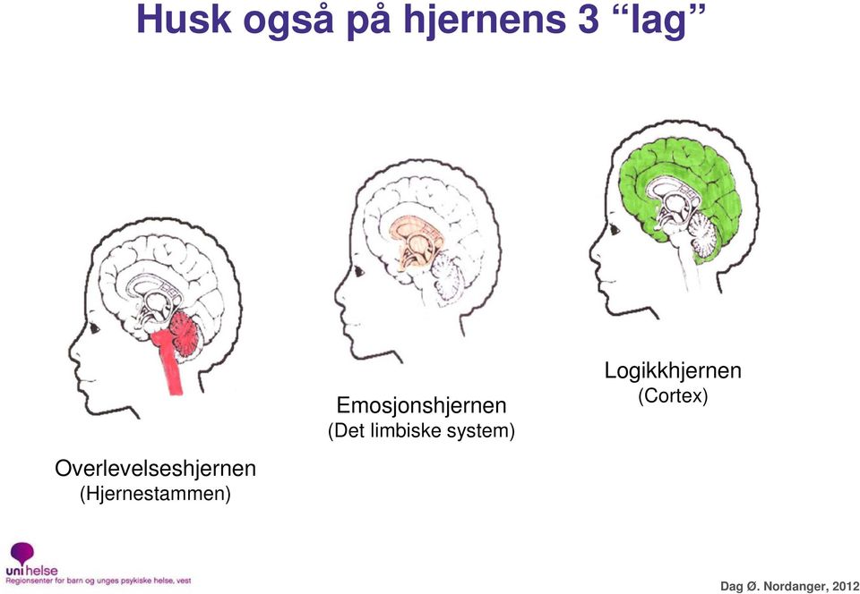 Emosjonshjernen (Det limbiske