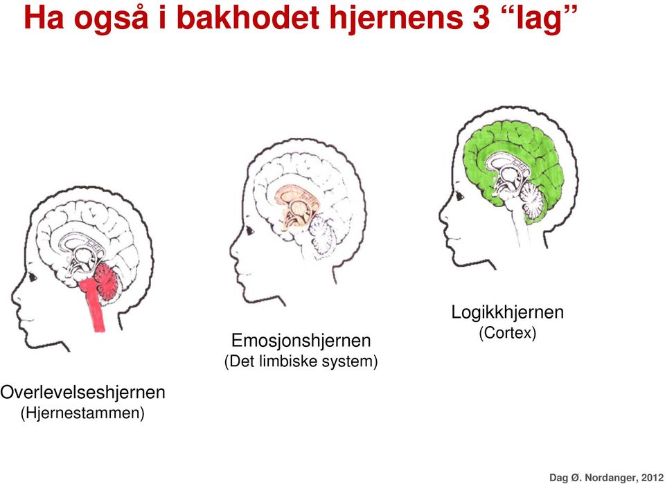 Emosjonshjernen (Det limbiske system)