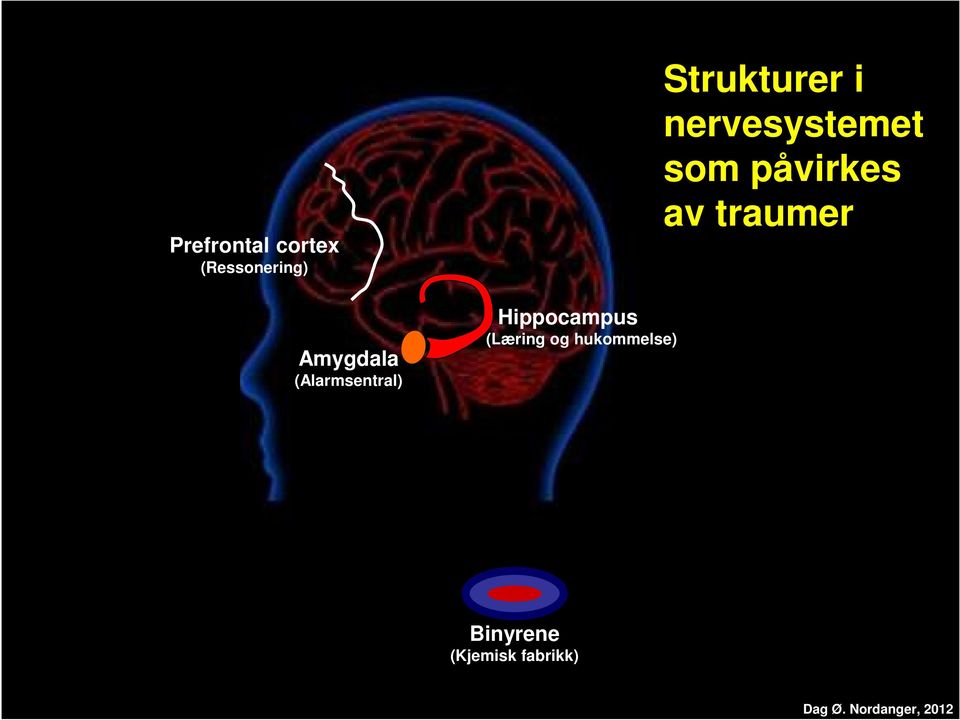 hukommelse) Strukturer i nervesystemet som