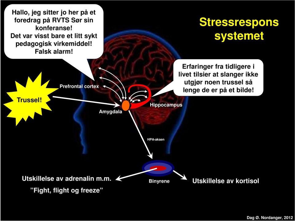 Prefrontal cortex Amygdala Hippocampus Erfaringer fra tidligere i livet tilsier at slanger ikke utgjør noen