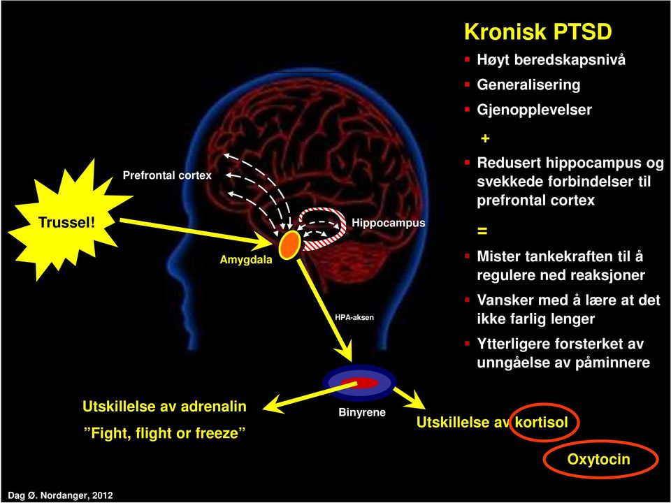 + Redusert hippocampus og svekkede forbindelser til prefrontal cortex = Mister tankekraften til å regulere ned