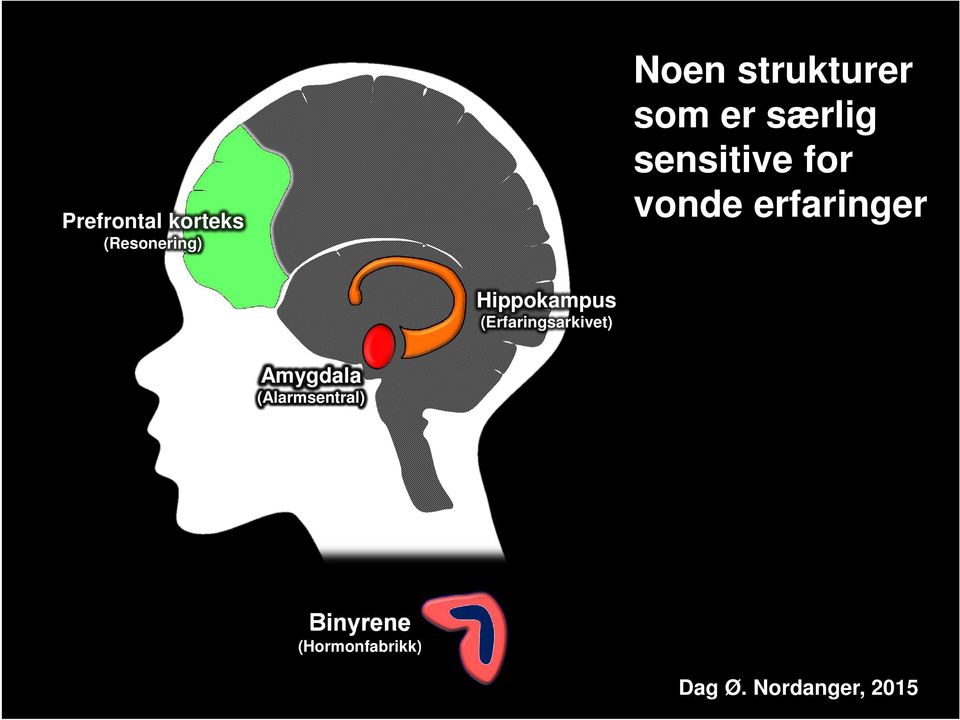 vonde erfaringer Hippokampus