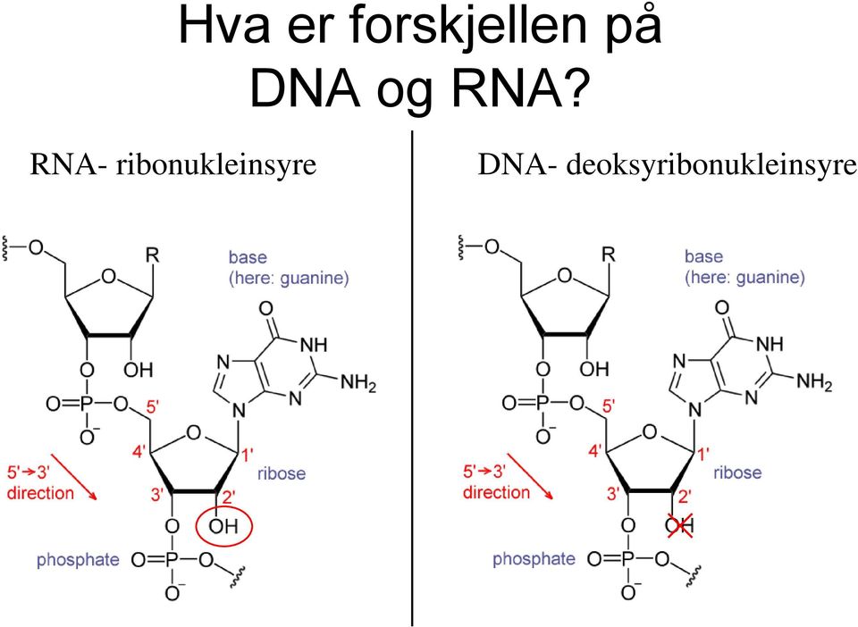 RNA- ribonukleinsyre