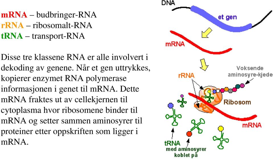 Når et gen uttrykkes, kopierer enzymet RNA polymerase informasjonen i genet til mrna.