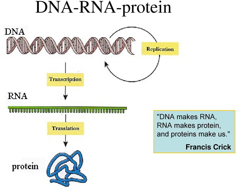 protein, and proteins