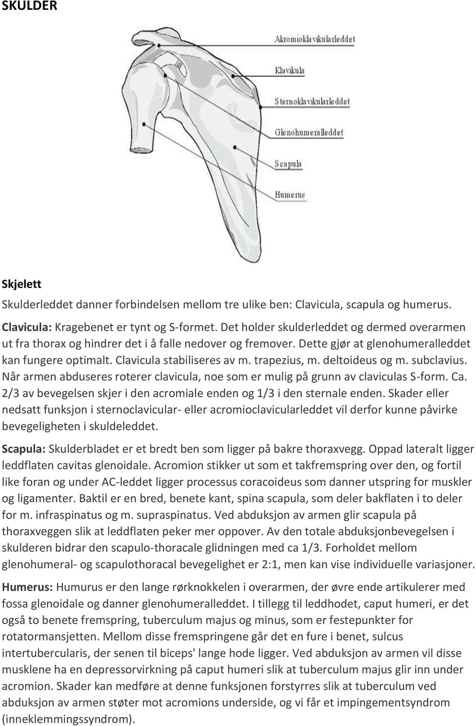 trapezius, m. deltoideus og m. subclavius. Når armen abduseres roterer clavicula, noe som er mulig på grunn av claviculas S-form. Ca.