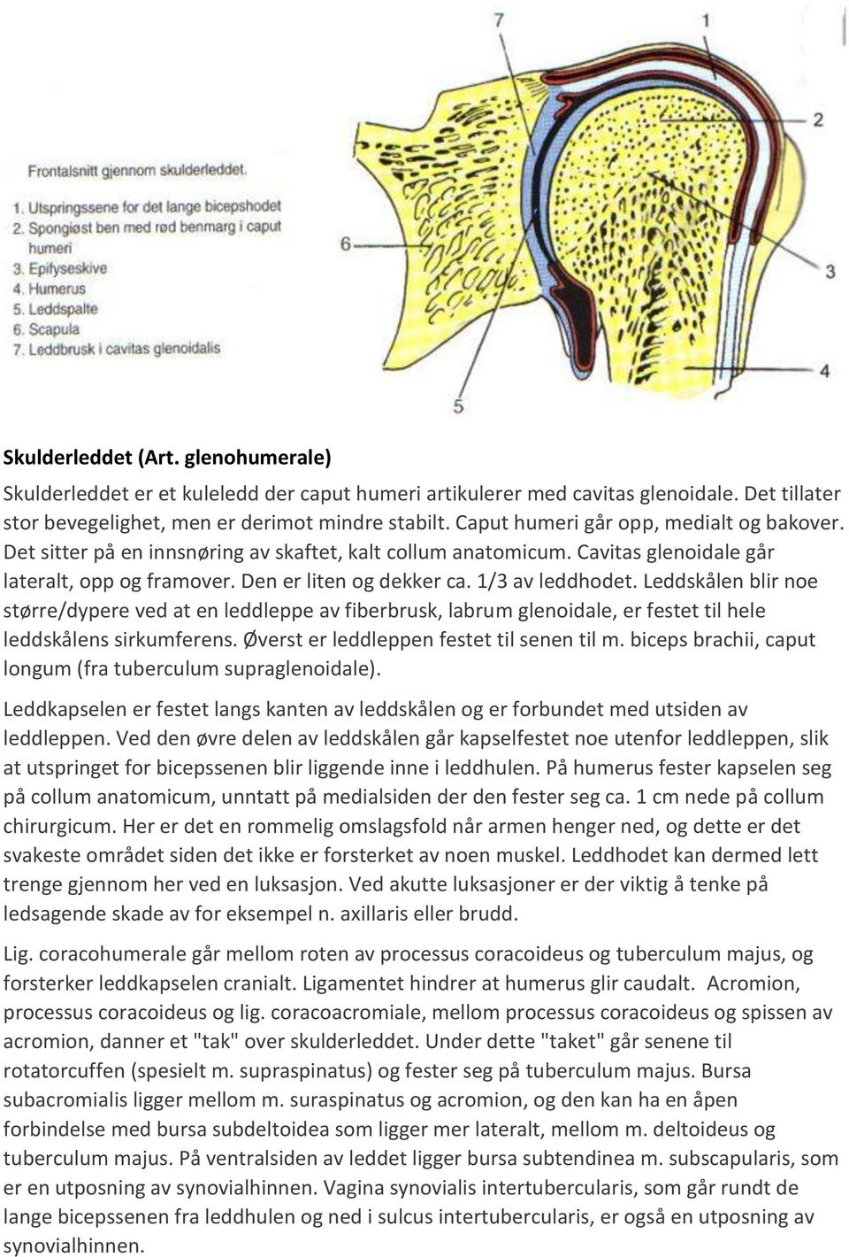 Leddskålen blir noe større/dypere ved at en leddleppe av fiberbrusk, labrum glenoidale, er festet til hele leddskålens sirkumferens. Øverst er leddleppen festet til senen til m.