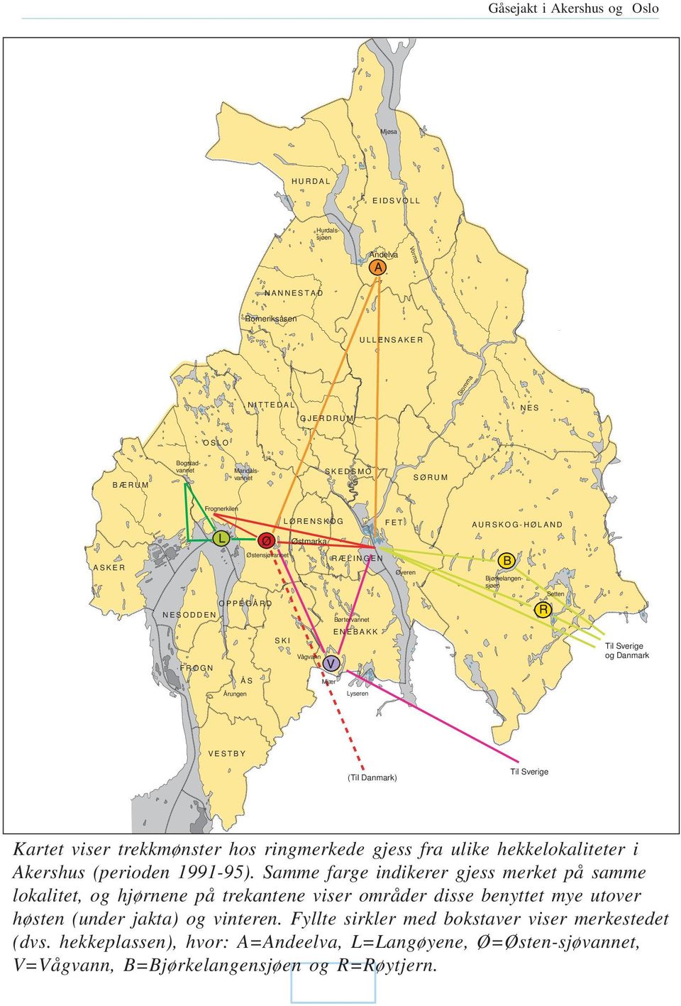 (Til Danmark) Til Sverige Kartet viser trekkmønster hos ringmerkede gjess fra ulike hekkelokaliteter i Akershus (perioden 1991-95).