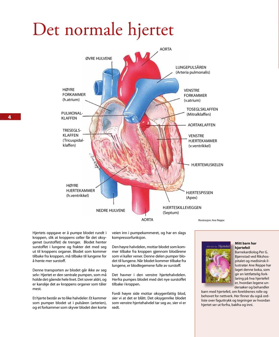 ventrikkel) HJERTESPISSEN (Apex) NEDRE HULVENE AORTA HJERTESKILLEVEGGEN (Septum) Illustrasjon: Ane Reppe Hjertets oppgave er å pumpe blodet rundt i kroppen, slik at kroppens celler får det oksygenet