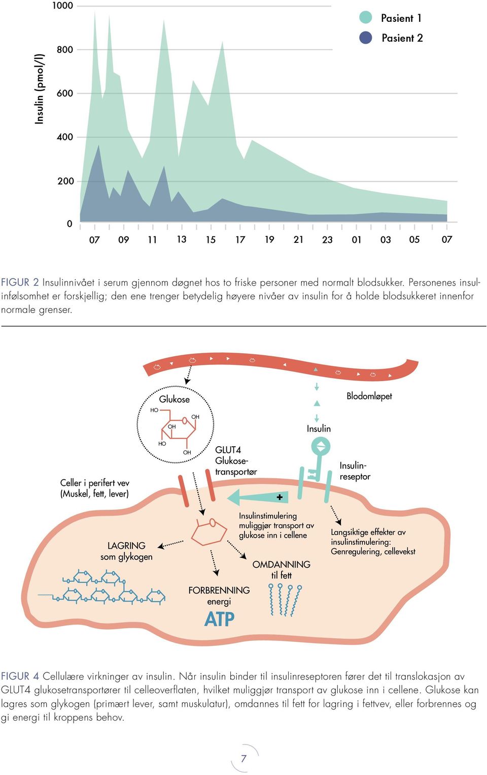 Glukose HO OH OH Insulin Blodomløpet Celler i perifert vev (Muskel, fett, lever) HO OH + GLUT4 Glukosetransportør Insulinreseptor LAGRING som glykogen OMDANNING til fett FORBRENNING energi ATP