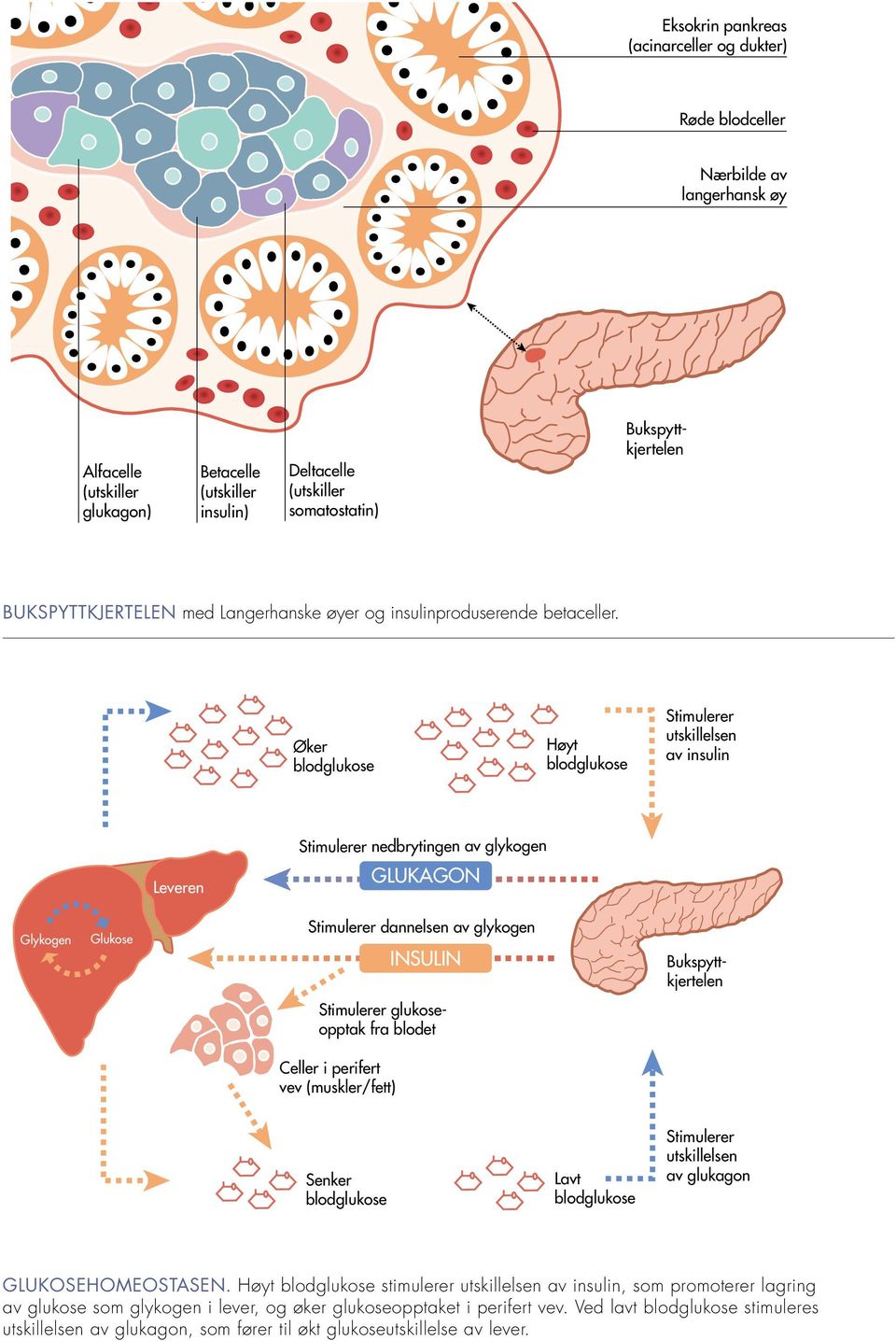 Øker blodglukose Høyt blodglukose Stimulerer utskillelsen av insulin Leveren Stimulerer nedbrytingen av glykogen GLUKAGON Glykogen Glukose Stimulerer dannelsen av glykogen INSULIN Bukspyttkjertelen