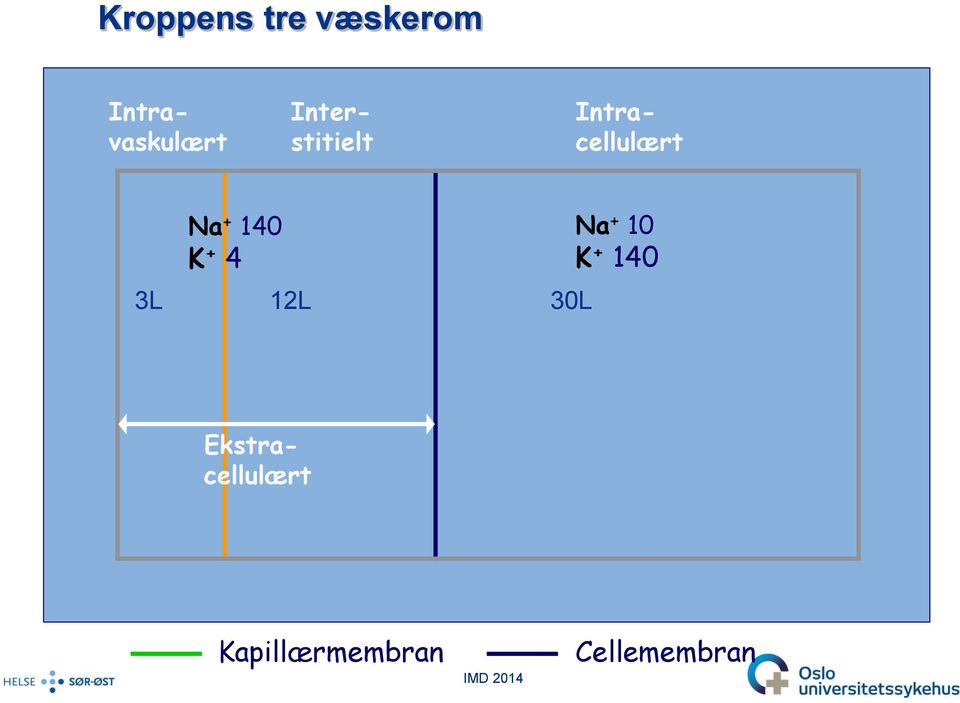 Intravaskulært Interstitielt