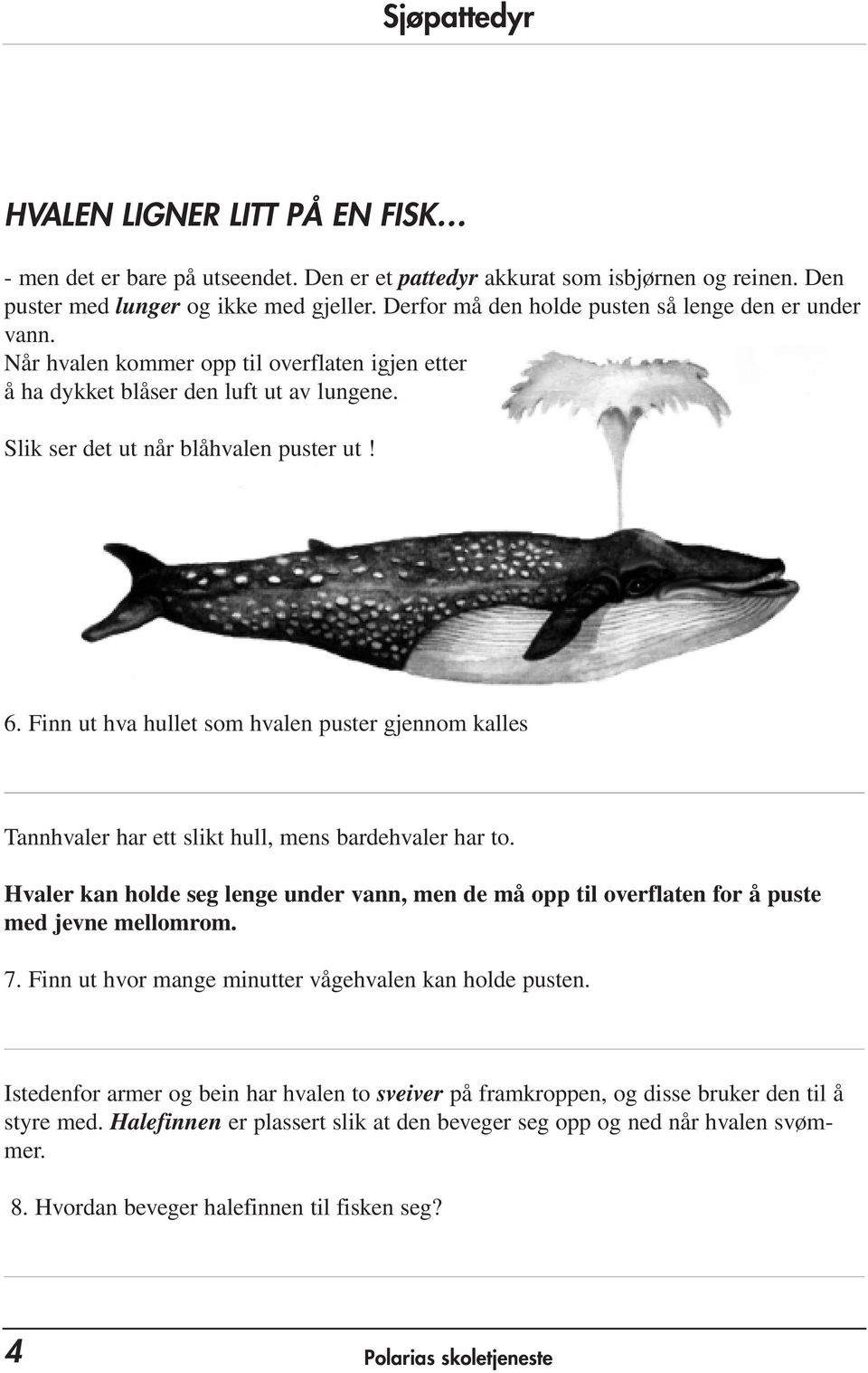 Finn ut hva hullet som hvalen puster gjennom kalles Tannhvaler har ett slikt hull, mens bardehvaler har to.