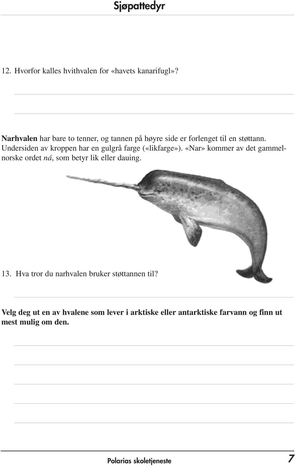 Undersiden av kroppen har en gulgrå farge («likfarge»).