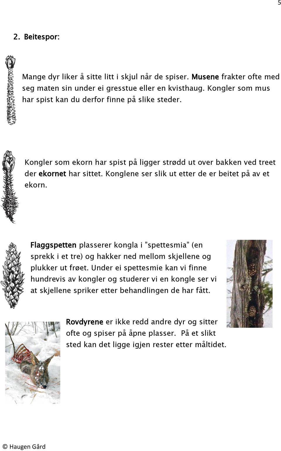 Konglene ser slik ut etter de er beitet på av et ekorn. Flaggspetten plasserer kongla i spettesmia (en sprekk i et tre) og hakker ned mellom skjellene og plukker ut frøet.