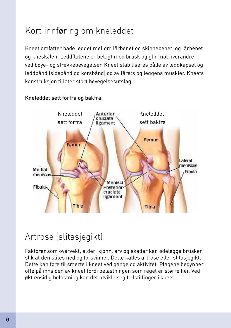 Kneleddet sett forfra og bakfra: Kneleddet Bilde 1 sett kneatonomi.jpg forfra Kneleddet sett bakfra Hjemme igjen Du kan forvente å være litt mer trøtt når du kommer hjem.