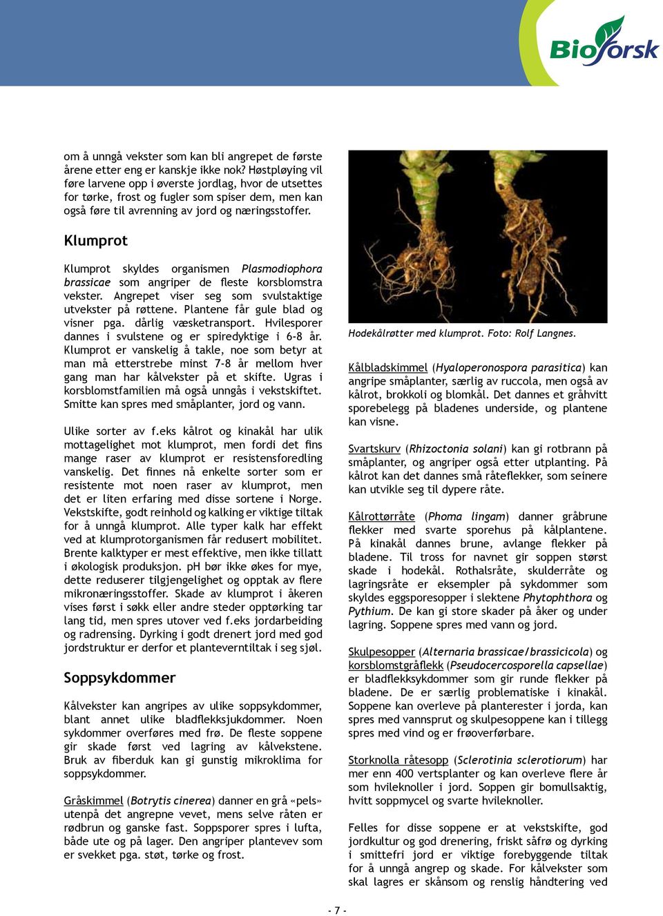 Klumprot Klumprot skyldes organismen Plasmodiophora brassicae som angriper de fleste korsblomstra vekster. Angrepet viser seg som svulstaktige utvekster på røttene.