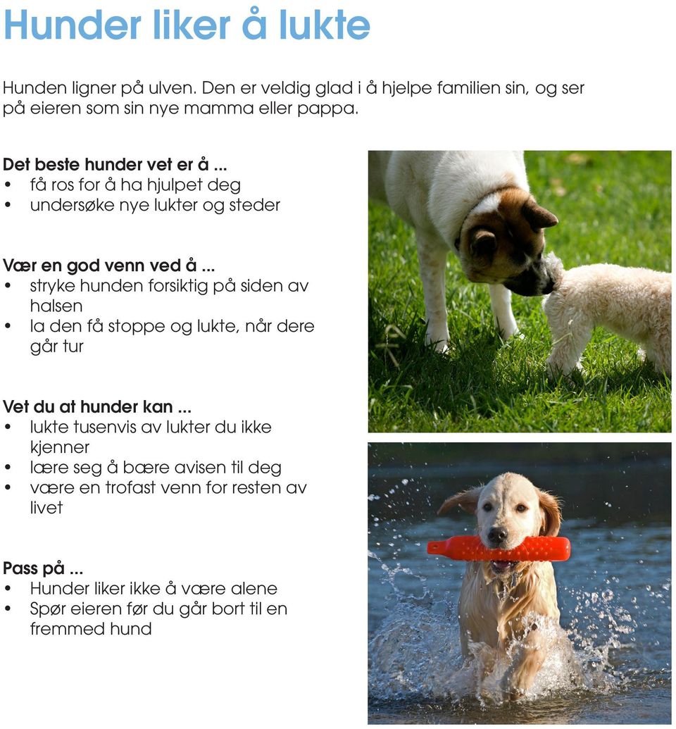 .. stryke hunden forsiktig på siden av halsen la den få stoppe og lukte, når dere går tur Vet du at hunder kan.