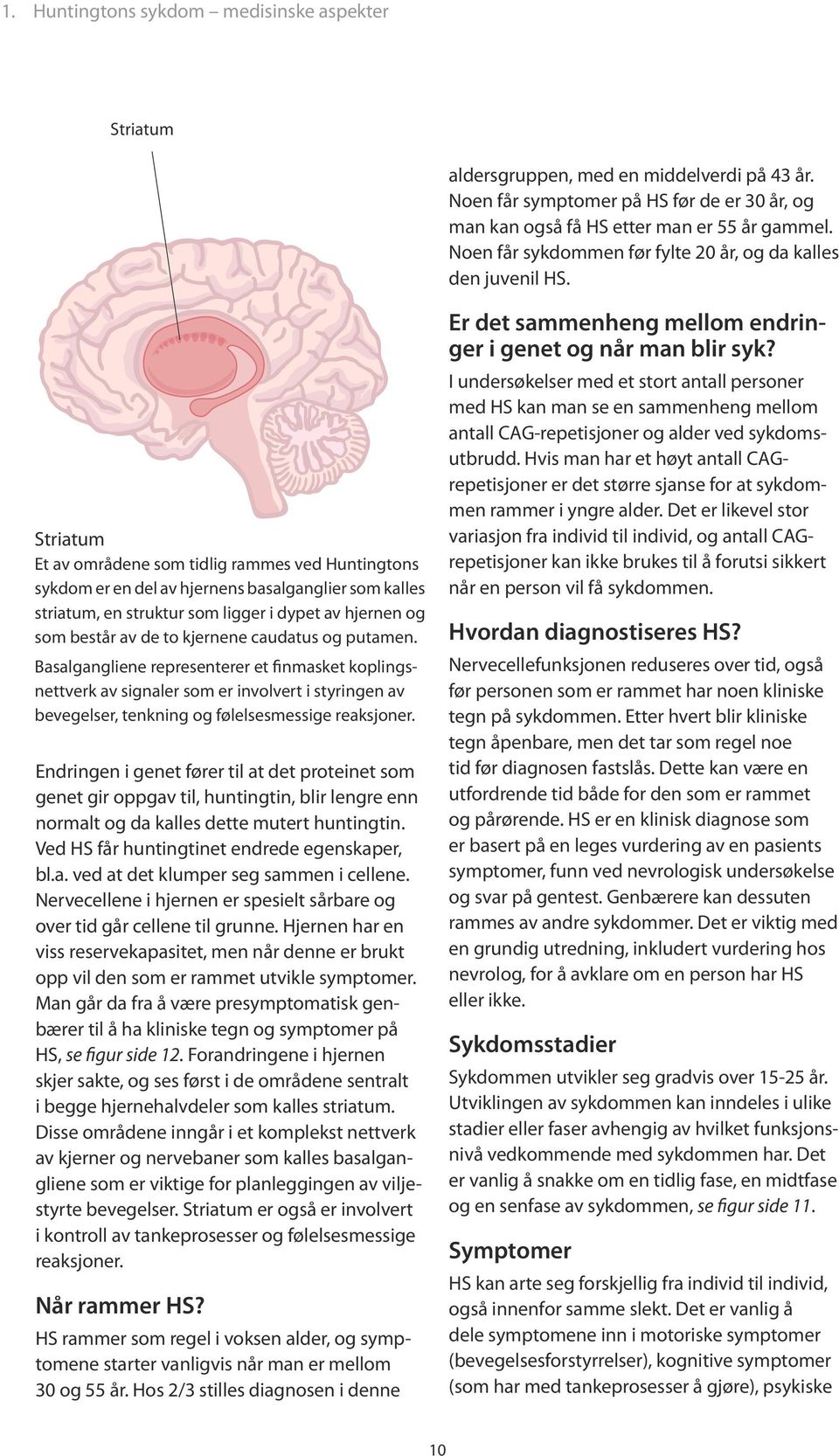 Striatum Et av områdene som tidlig rammes ved Huntingtons sykdom er en del av hjernens basalganglier som kalles striatum, en struktur som ligger i dypet av hjernen og som består av de to kjernene