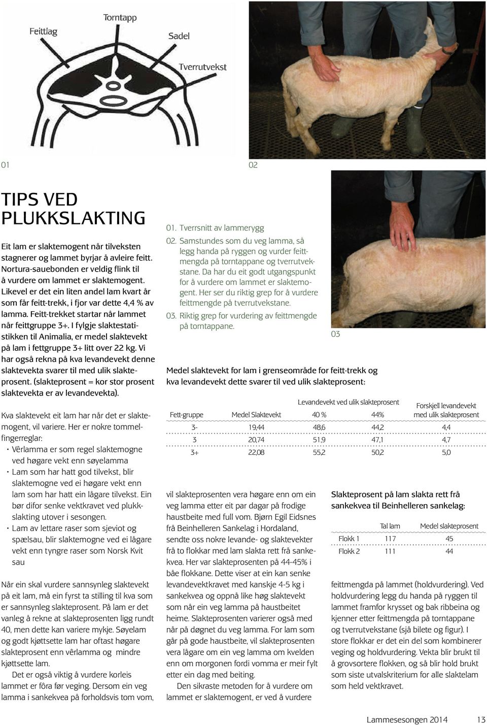 I fylgje slaktestatistikken til Animalia, er medel slaktevekt på lam i fettgruppe 3+ litt over 22 kg. Vi har også rekna på kva levandevekt denne slaktevekta svarer til med ulik slakteprosent.