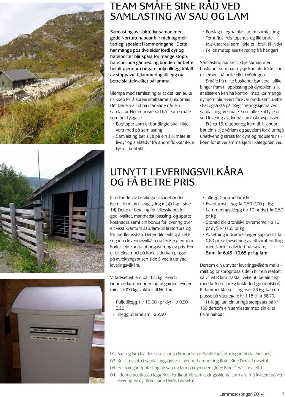 lammeringstillegg og betre slaktekvalitet på lamma. Ulempa med samlasting er at det kan auke risikoen for å spreie smittsame sjukdomar. Det bør ein alltid ha i tankane når ein samlastar.