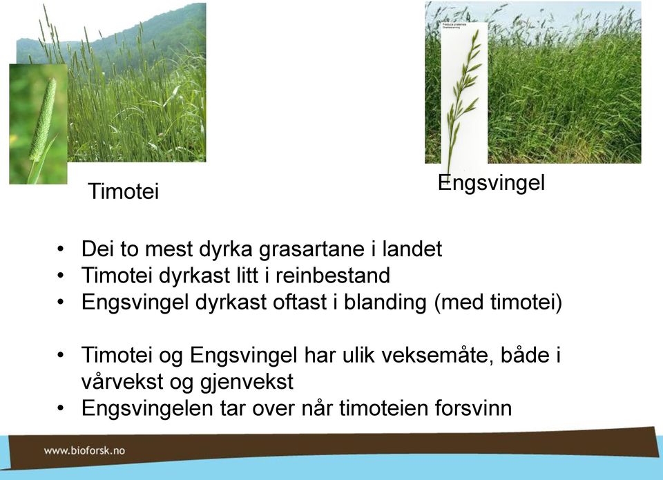 (med timotei) Timotei og Engsvingel har ulik veksemåte, både i