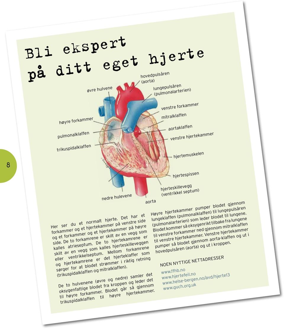 De to hjertekamrene er skilt av en vegg som kalles hjerteskilleveggen eller ventrikkelseptum.