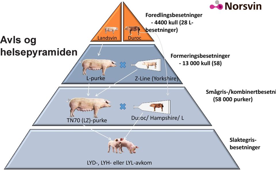 Z-Line (Yorkshire) Smågris-/kombinertbesetni (58 000 purker) TN70