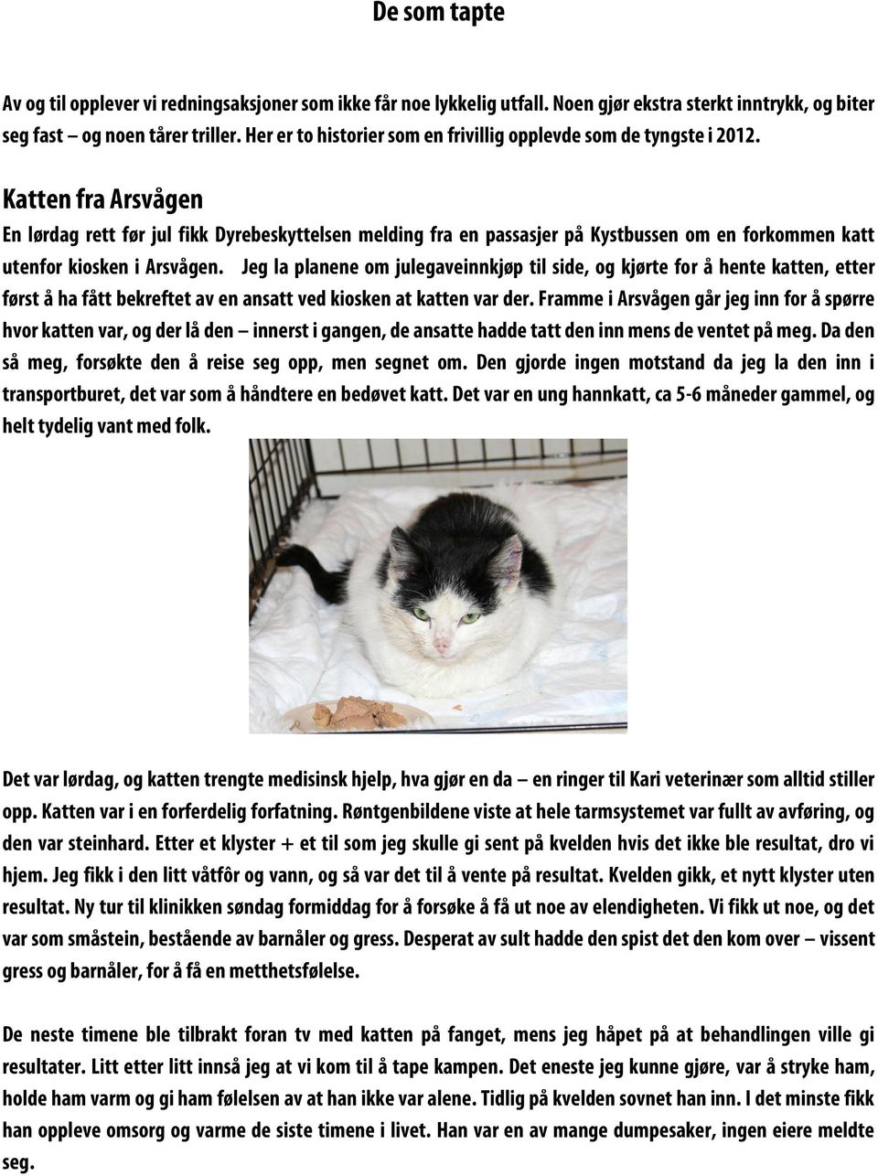 Katten fra Arsvågen En lørdag rett før jul fikk Dyrebeskyttelsen melding fra en passasjer på Kystbussen om en forkommen katt utenfor kiosken i Arsvågen.