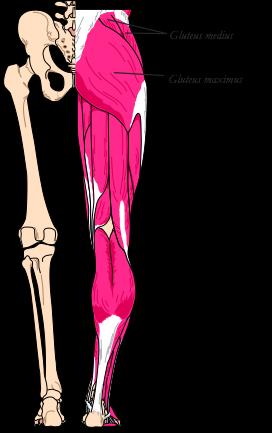 ligamentum sacrotuberale - trochanter major (25%) via tractus iliotibialis til condylus