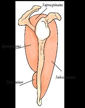 biceps brachii - Caput longum (det lange hodet) - Caput breve (det korte hodet) Caput longum: