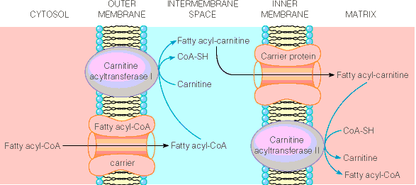 1.4.1 β-oksidasjon β-oksidasjon er en enzymatisk nedbryting av fettsyrer som foregår på innsiden av mitokondrienes matriks.