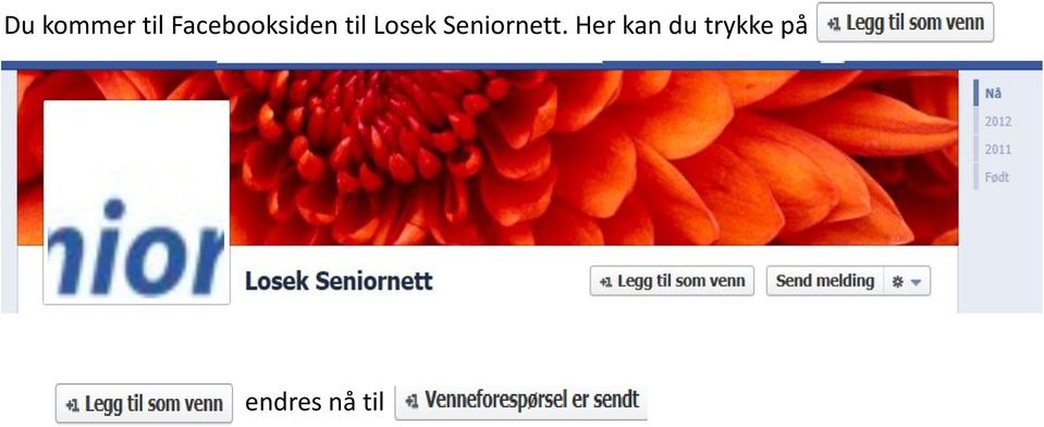 Losek Seniornett.