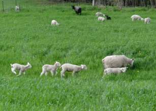 There are fewer adult ticks on lambs if more of